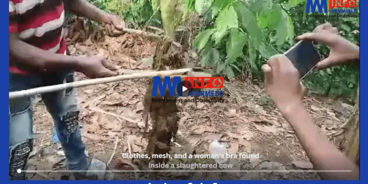 On Christmas Day, residents of Tombel, a community in the South West Region, were left shocked and bewildered after a rather unusual discovery was made during the slaughter of a community cow. The incident, reported by an anonymous source, revealed the finding of clothes, mesh, and a woman's bra inside the slaughtered animal.