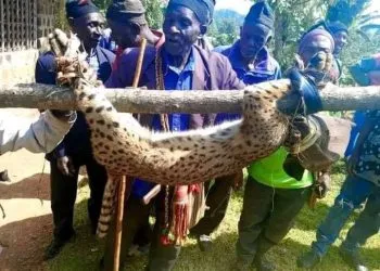 Leopard killed in Oku MMI