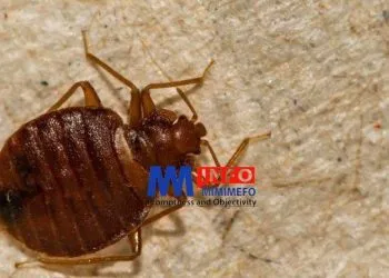 Bedbugs in Cameroon