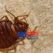 Bedbugs in Cameroon