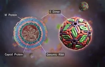 Dengue Virus hits Nigeria