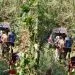 Accident Bafia Cameroon