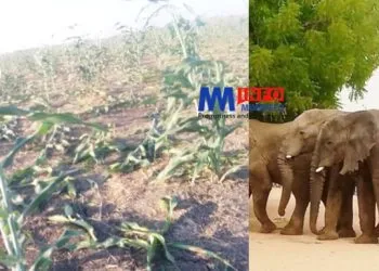 éléphants