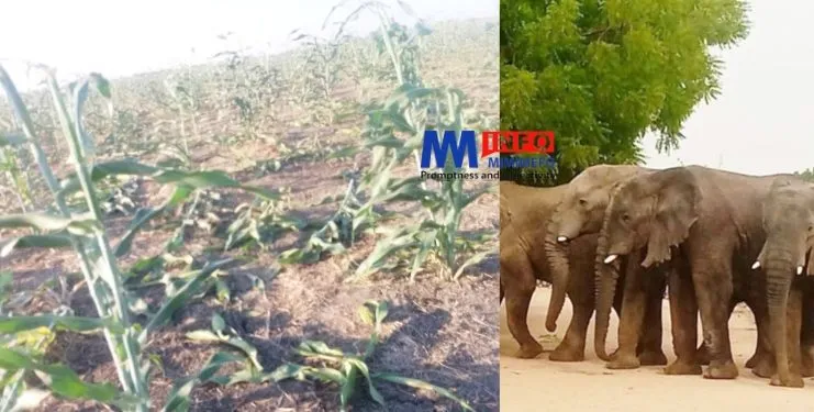 éléphants