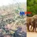éléphants