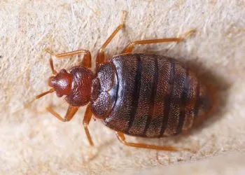 Close up cimex hemipterus on corrugated recycle paper