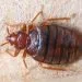 Close up cimex hemipterus on corrugated recycle paper