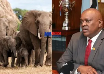 Botwana President threatens to send elephants to Germany