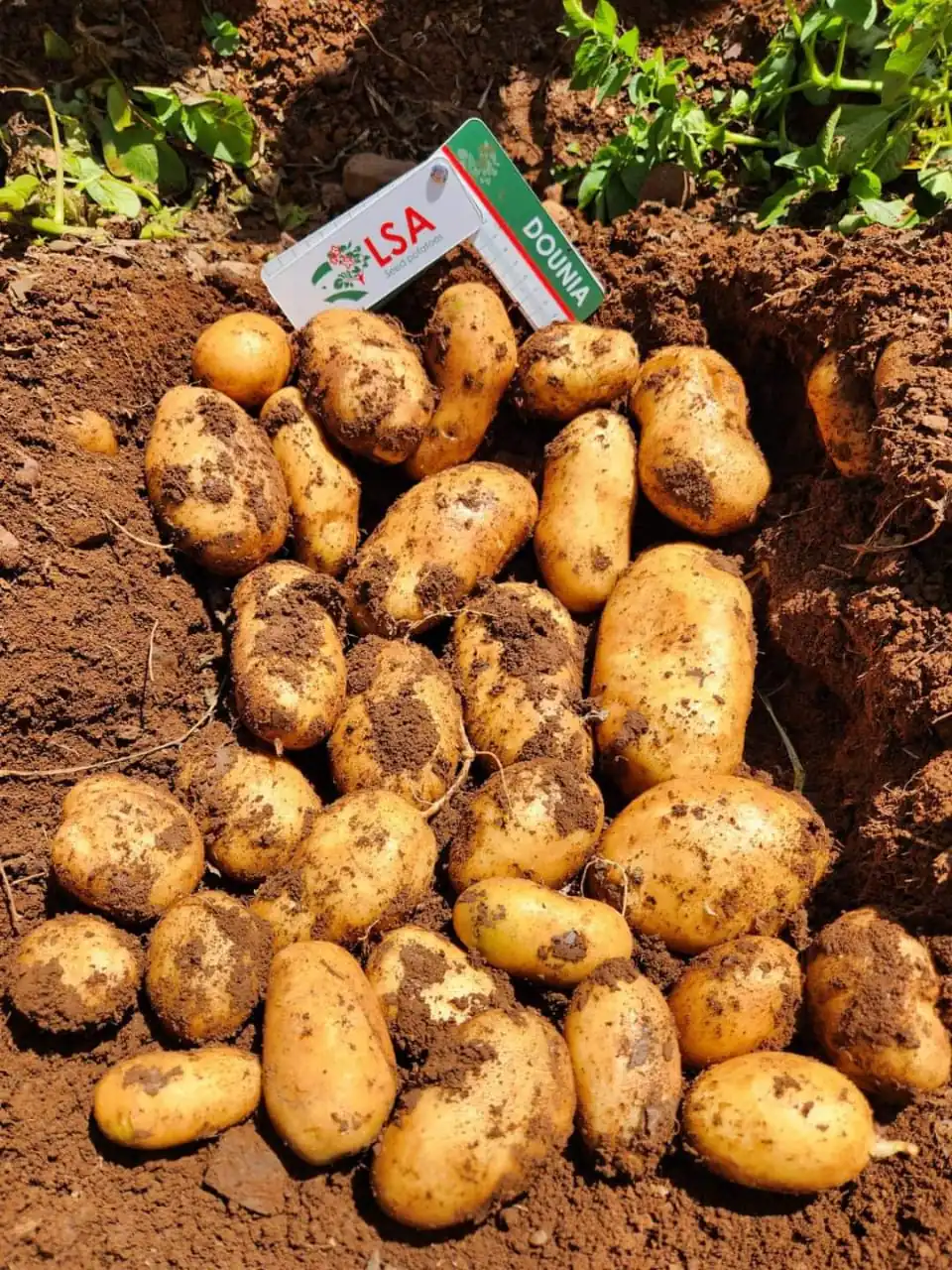 Potatoes