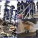 Five years after Sonara tragedy, the search for answers continue