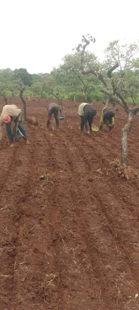 Farmers In Oku Turn To Wheat Cultivation 1