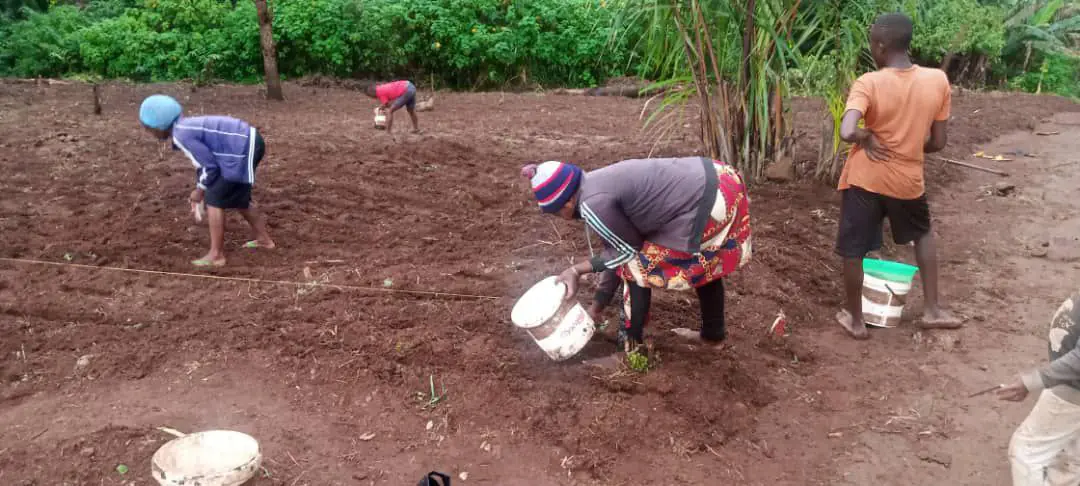 Farmers In Oku Turn To Wheat Cultivation 2