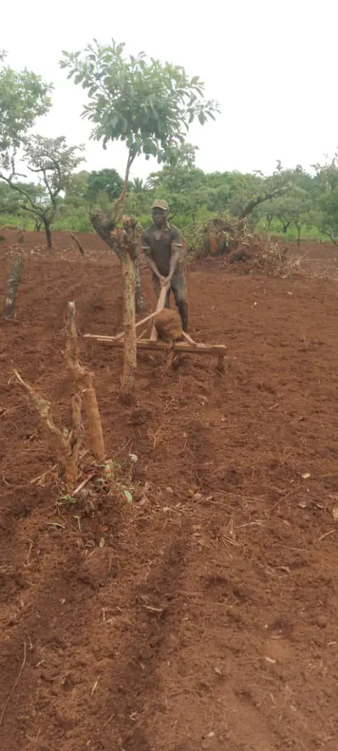 Farmers in Oku turn to wheat cultivation in face of increasing demand