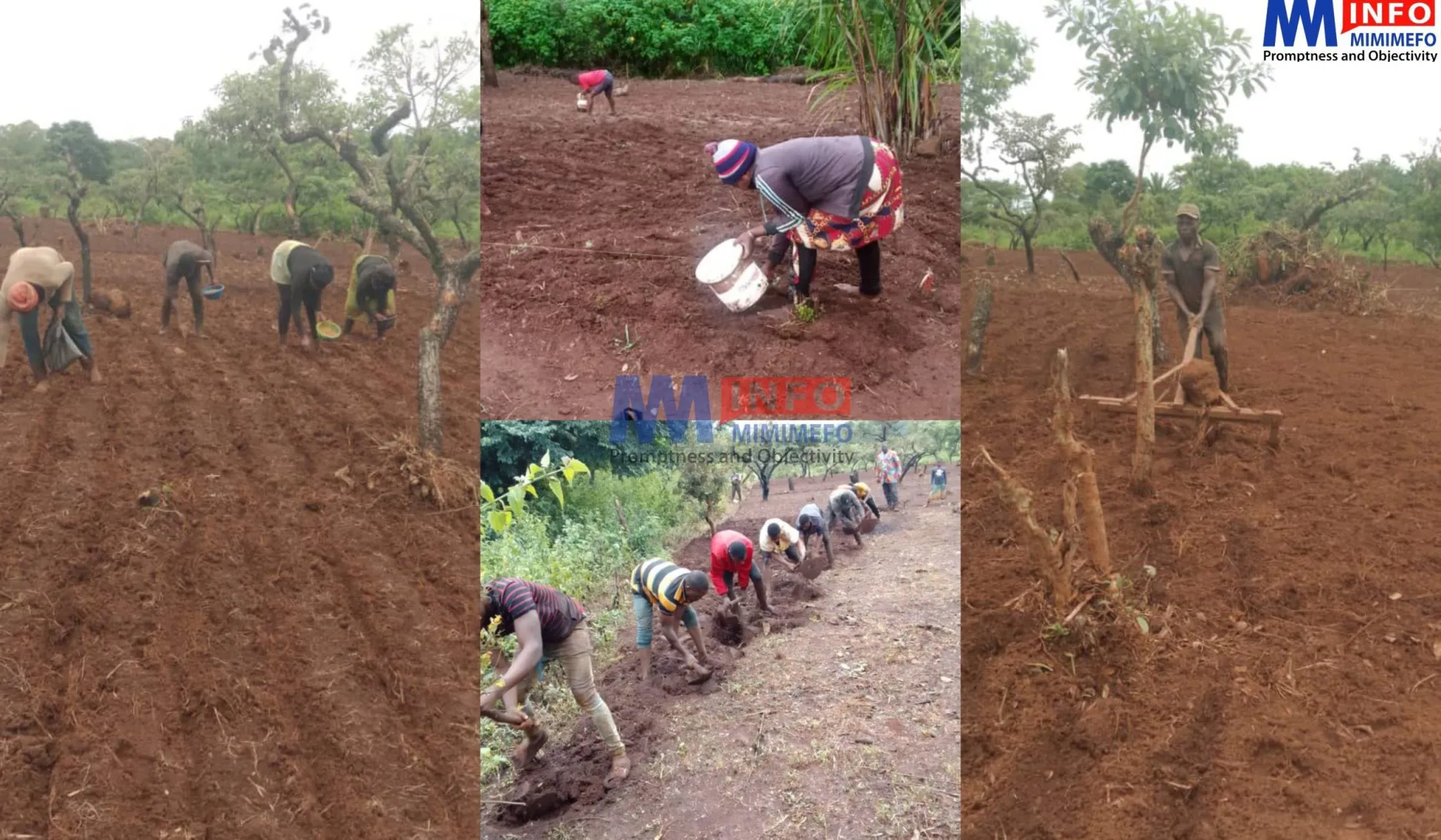 Farmers in Oku turn to wheat cultivation in face of increasing demand