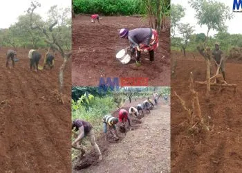Farmers in Oku turn to wheat cultivation in face of increasing demand