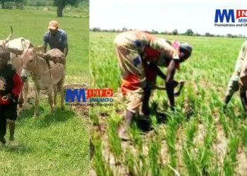 agriculture et élévage