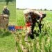 agriculture et élévage