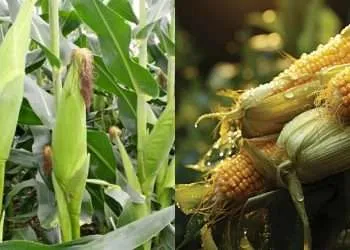 Contaminated corn Zambia