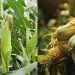 Contaminated corn Zambia