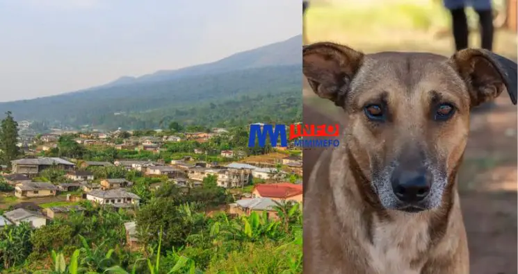 âgée de 7 ans, a tragiquement perdu la vie à la suite d'une attaque de quatre chiens à Muyuka