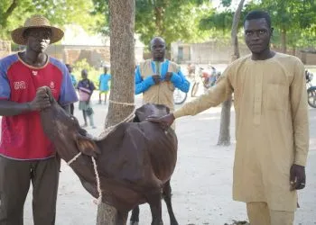 Soutien aux communautés vulnérables du Mayo-Sava : PRICA-Cameroun à la rescousse
