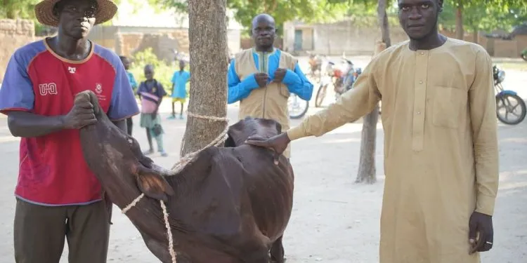 Soutien aux communautés vulnérables du Mayo-Sava : PRICA-Cameroun à la rescousse