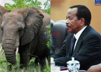 Elephant appearance fuels rumours about Paul Biya's absence