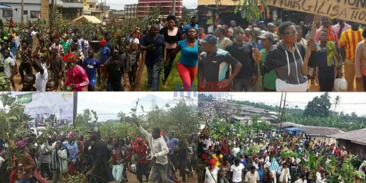 The Ambazonia struggle once enjoyed popular support