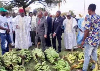 C'est parti pour le festival banane plantain à Douala