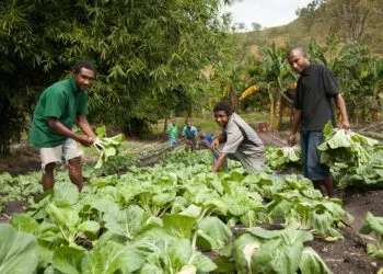 Agriculture in Cameroon