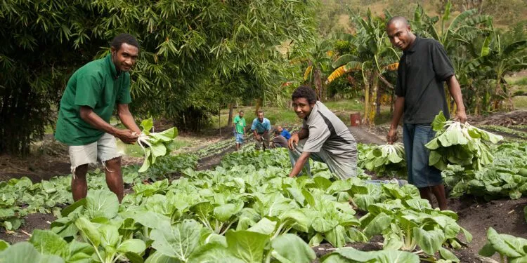 Agriculture in Cameroon