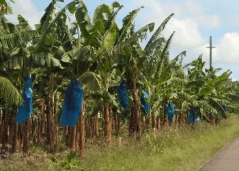 Part of CDC plantation where workers have worked without pay