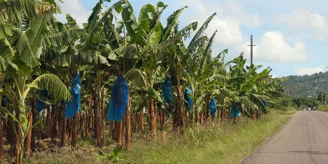 Part of CDC plantation where workers have worked without pay
