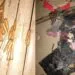 IMG 20241231 WA0020
