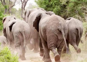 Kalfou : La colère silencieuse des éléphants et le danger grandissant