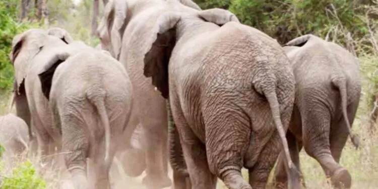Kalfou : La colère silencieuse des éléphants et le danger grandissant