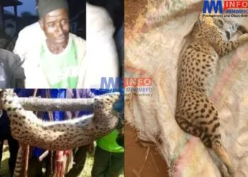 Oku hunter kills serval