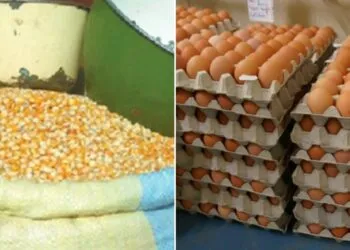 Le gouvernement camerounais a importé 30.000 tonnes de maïs pour faire chuter le prix des œufs