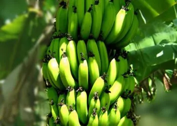 La CDC renoue avec les performances à l’exportation de bananes