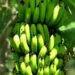La CDC renoue avec les performances à l’exportation de bananes
