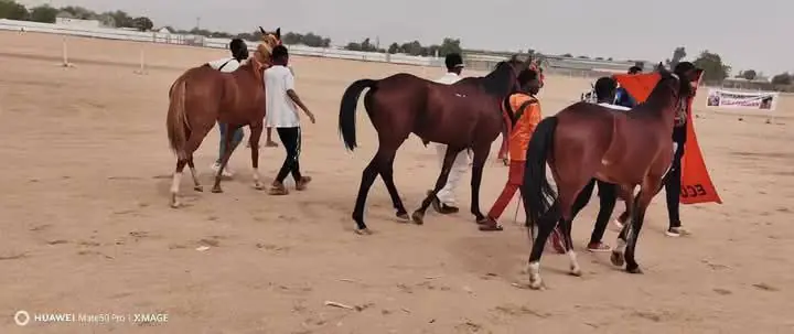 Equestrian Race4