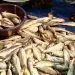 Le Cameroun veut augmenter sa production de lait et de poisson