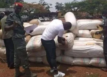 La douane camerounaise a saisi 45 kg de cannabis à la frontière avec le Nigeria