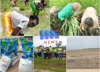Mayo-Danay : La crise rizicole plonge le 