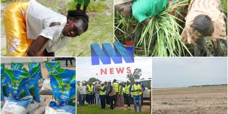 Mayo-Danay : La crise rizicole plonge le 
