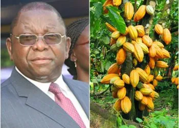 cacao - Cameroun