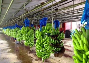 Banane camerounaise