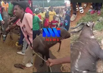 Garoua-Boulaï wild animal appearance