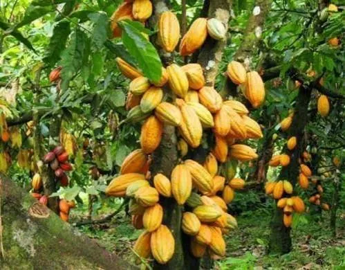 producteurs de cacao