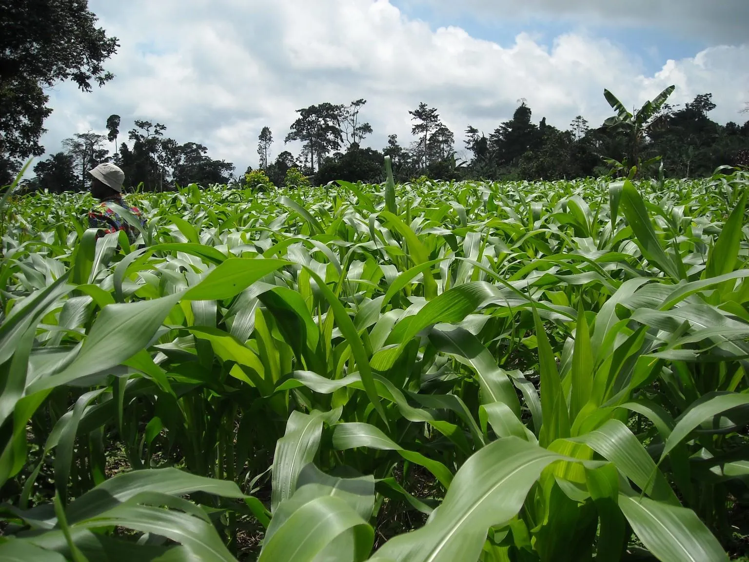l’agriculture biologique